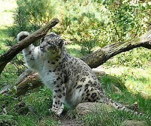 Endangered Indian snow leopards to be tracked by GPS