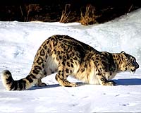 Military Technology Battles Poachers With Satellite Signals