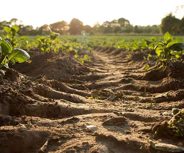 Food emissions could push Earth past global warming limits