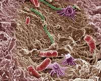 New technique shows what microbes eat