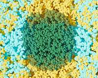 Love-hate relationship of solvent and water leads to better biomass breakup