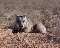 Aussie drug offers hope for stamping out wombat-killing disease