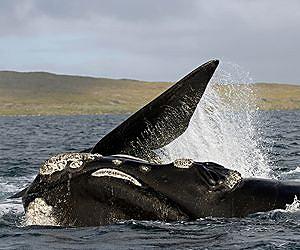 Africa's 'right-on' whale capital