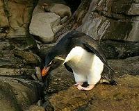 Penguins wander far, but come home to mates: study
