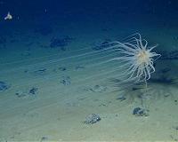 Abundant and diverse ecosystem found in area targeted for deep-sea mining