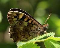 Climate: butterflies on the brink, say study