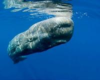 Eight dead sperm whales found on German beach
