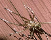 Study: Spiders work better with relatives