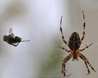 Arachnid Rapunzel: Researchers spin spider silk proteins into artificial silk