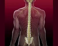 Flexible, biocompatible implant slips into the spinal cord