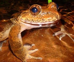 Frogs Evolution Tracks Rise Of Himalayas And Rearrangement Of Southeast Asia