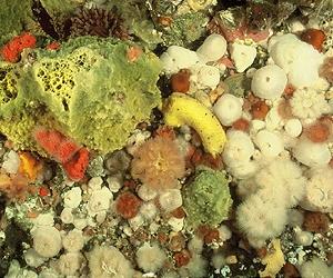Insects beware: The sea anemone is coming