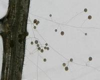 Smoke detector enabled fungal partnership that allowed first plants to survive