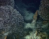 Barnacles Explain Life at the Extreme