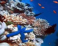 Is climate change killing American starfish?