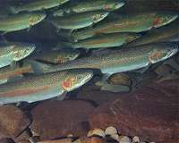 Ocean-migrating trout adapt to freshwater environment in 120 years