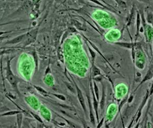 Chemists Influence Stem-Cell Development With Geometry
