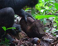 Ape Gestures Offer Clues To The Evolution Of Human Communication