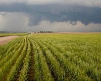 New wheat genetic advancements aimed at yield enhancement