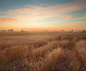 The potential of straw for the energy mix has been underestimated