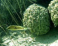 Killer Algae A Key Player In Mass Extinctions
