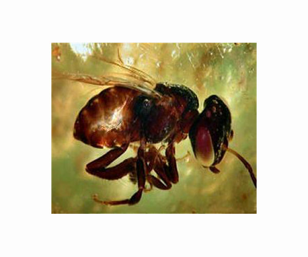 Insect Predator Shows Remarkable Tool Use to Trap Prey