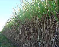 Brazil's leader calls on Africa to embrace biofuels production
