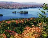 New study rings alarm for sugar maple in Adirondacks