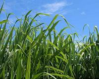A Win-Win-Win Solution for Biofuel, Climate, and Biodiversity