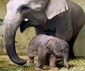 Sri Lanka holds mass baby elephant christening