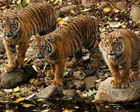 Study: Cooperation, not struggle for survival, drives speciation, evolution
