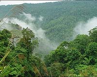 Indonesia should drop forest carbon credit plan: Greenpeace
