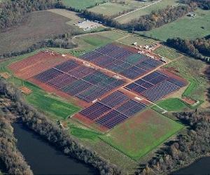 Purple Pokeberries Hold Secret To Affordable Solar Power Worldwide