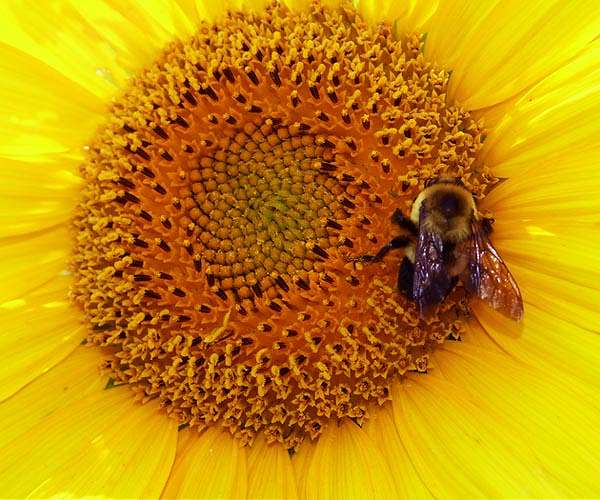 Europe's bees stung by climate, pesticides and parasites