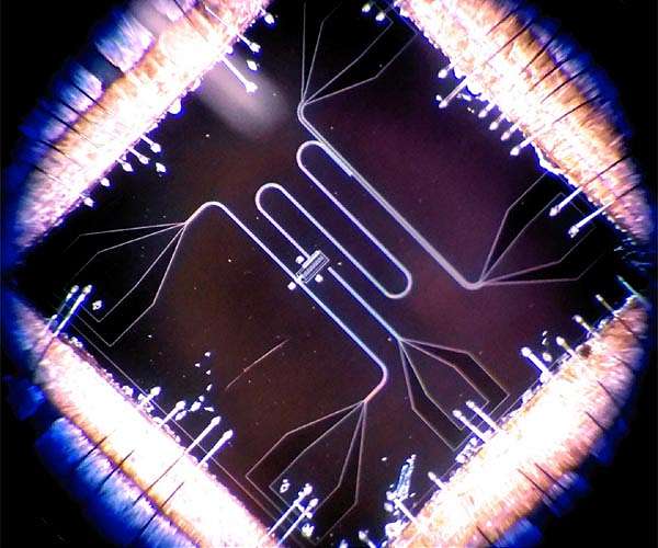 Superconducting quantum processors enable precise insights into quantum transport