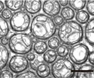Levitating foam liquid under the spell of magnetic fields