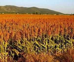 Sorghum Eyed as a Southern Bioenergy Crop