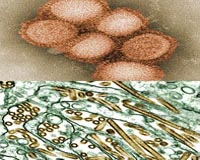 Taiwan scientists unveil new weapon in swine flu fight