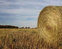 Cellulosic biofuels can benefit the environment if managed correctly