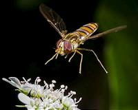 Study suggests bees aren't the be all and end all for crop pollination