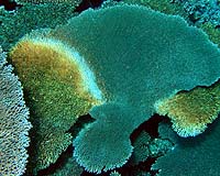 Are Corals More Complex Than You