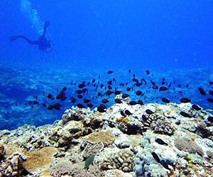 New Caledonia taps Australia to protect massive coral reef