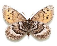 New Alaska butterfly species is first in 28 years