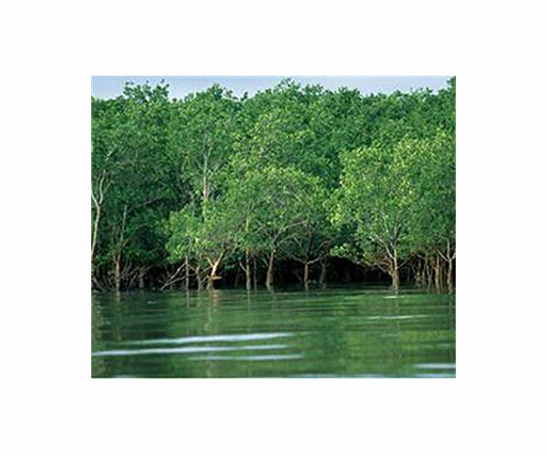 Egypt replants mangrove 'treasure' to fight climate change impacts