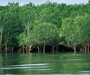 Preserve the services of mangroves - Earth's invaluable coastal forests