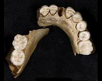 Researchers discover earliest recorded lead exposure in 250,000-year-old Neanderthal teeth