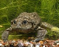International team of scientists to preserve Lake Titicaca giant frog