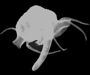 A new alien-like species discovered off California