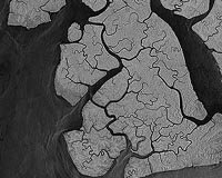 TerraSAR-X Image Of The Month: Mangroves, Bakassi Peninsula, Cameroon