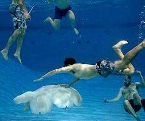 Researchers unveil large robotic jellyfish that one day could patrol oceans